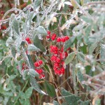 ice storm berries