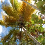 View of Palm Tree