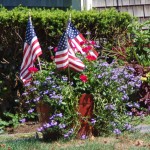 Patriotic Flowers on Cape Cod
